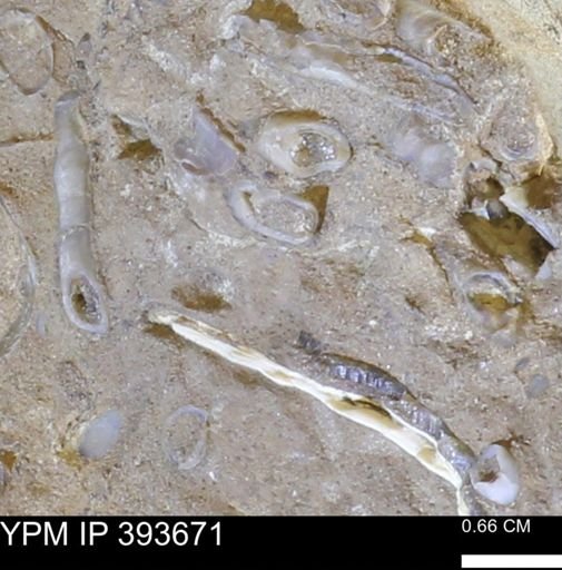 undet. Serpulidae