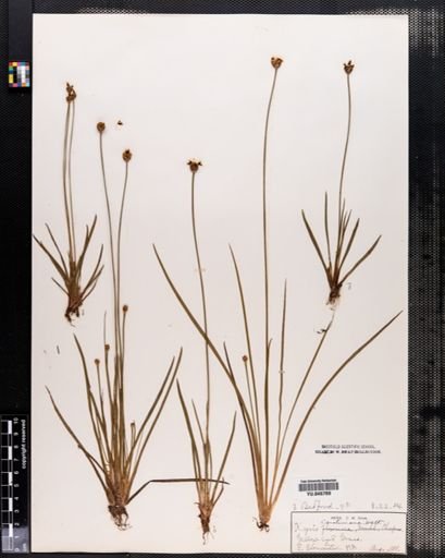Xyris caroliniana