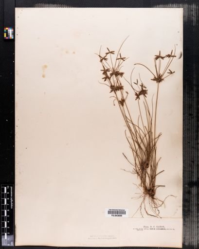 Cyperus grayii