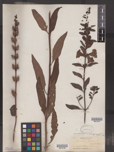 Aureolaria flava