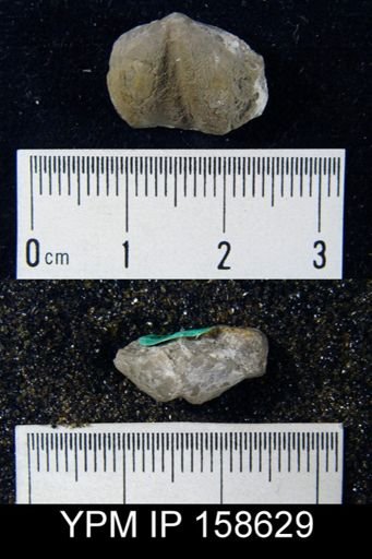 Clorinda becsciensis