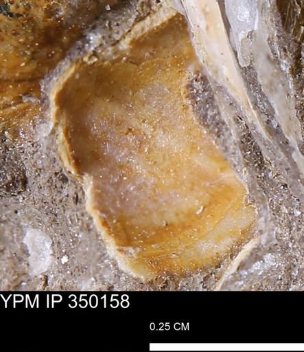 undet. Bivalvia