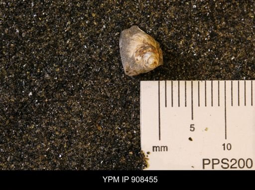 Gastropoda