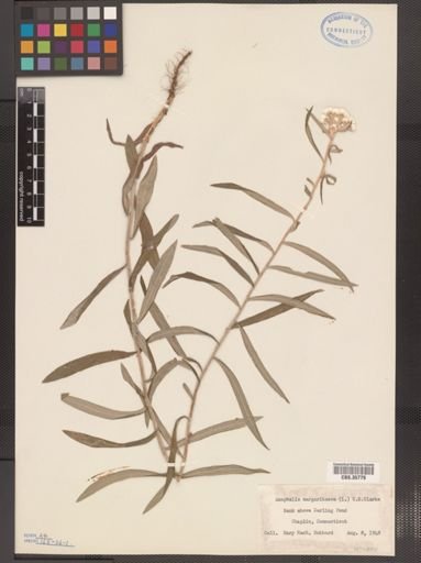 Anaphalis margaritacea