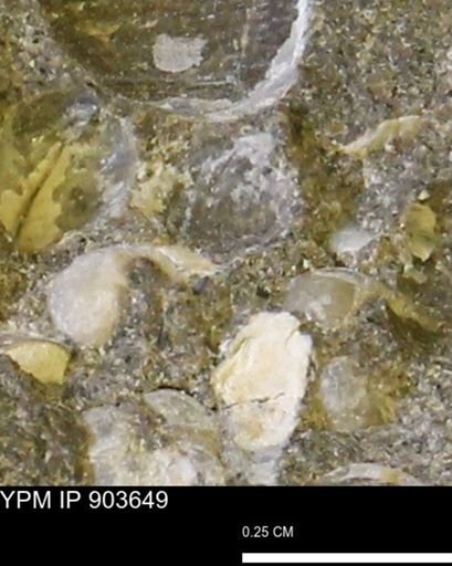 Corbulamella sp.
