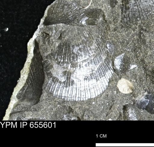 Oxytoma (Hypoxytoma) nebrascana