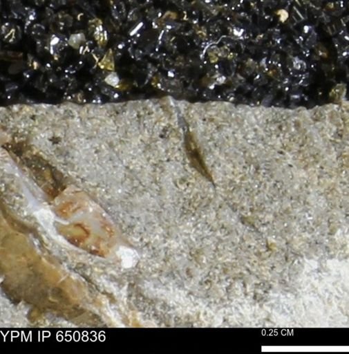 undet. Bivalvia