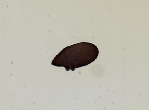 Plagiostomum whitmani
