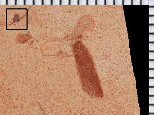 undet. Coleoptera