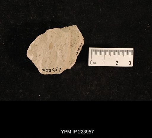 Probnis speciosa