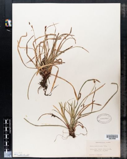 Carex pedunculata