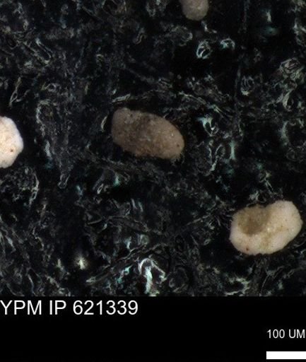 undet. Foraminiferida