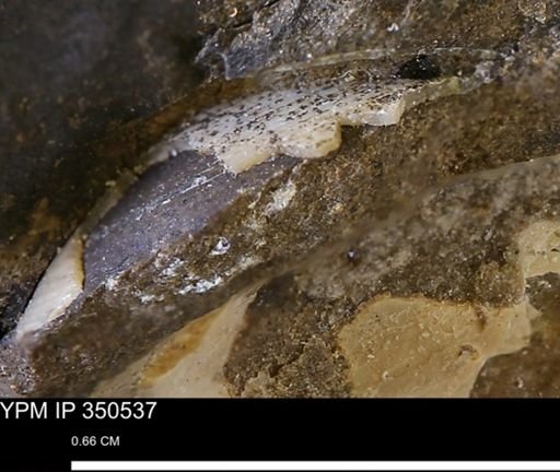 Limopsis striatopunctatus