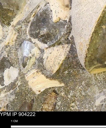 undet. Bivalvia