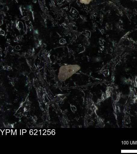 undet. Heterohelicidae