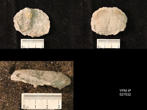 Pustula vittata
