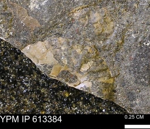 Scaphites sp.