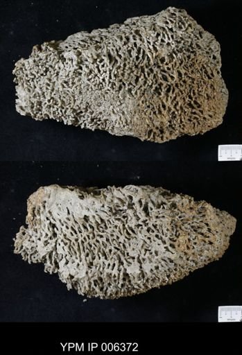 Syringopora sp.