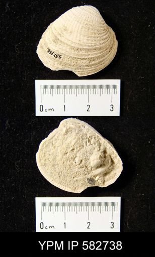 Periglypta tarquinia