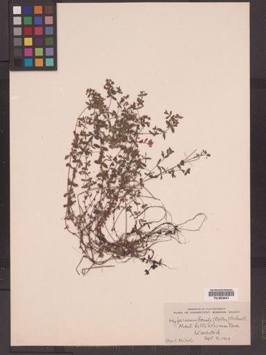 Hypericum boreale