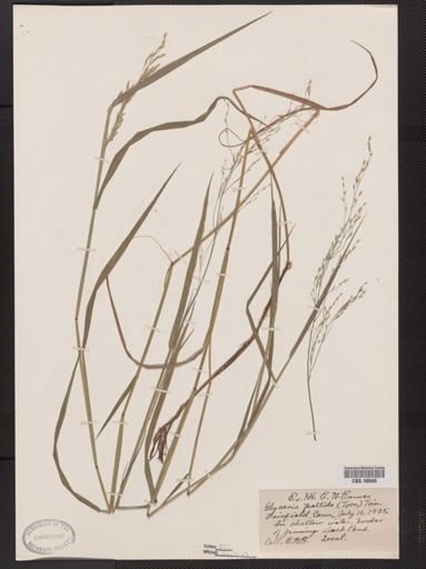 Glyceria pallida