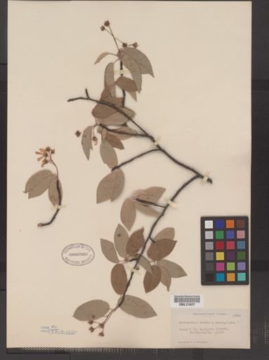Amelanchier canadensis