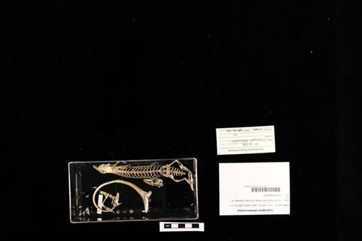 Eugongylus albofasciolatus