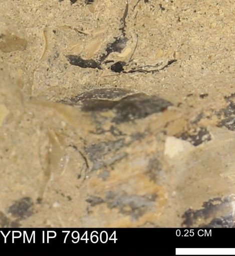 Protocardia subquadrata
