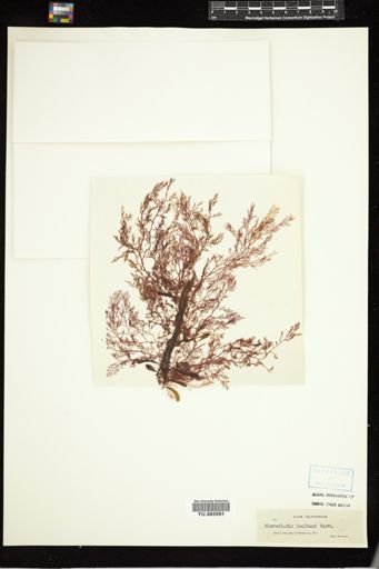 Microcladia coulteri
