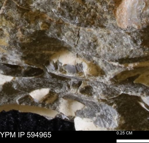 undet. Bivalvia