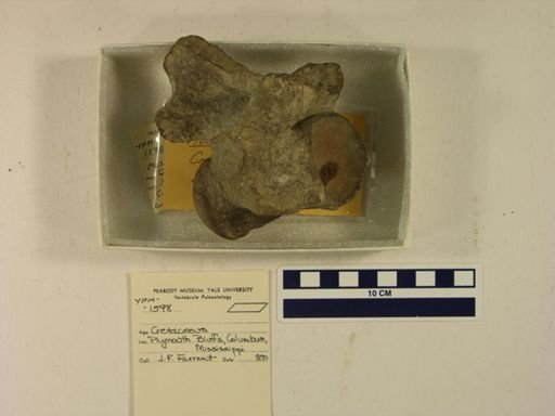 Mosasaurus sp.