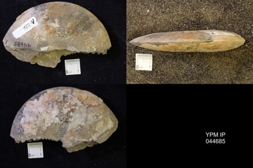 Sphenodiscus lenticularis