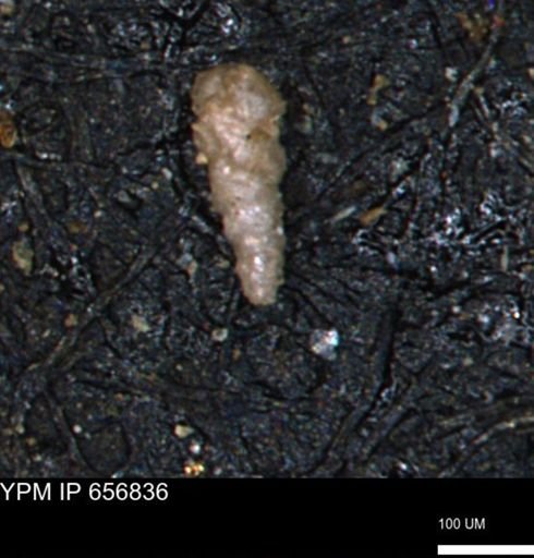 Verneuilinoides kansasensis