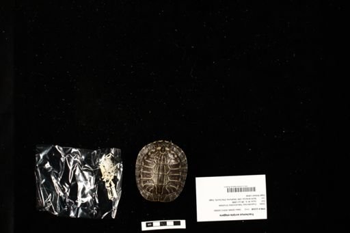 Trachemys scripta elegans