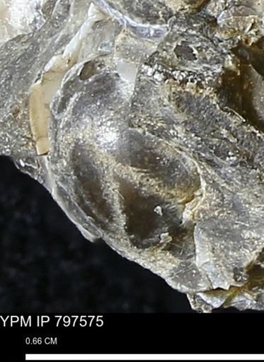 undet. Mollusca