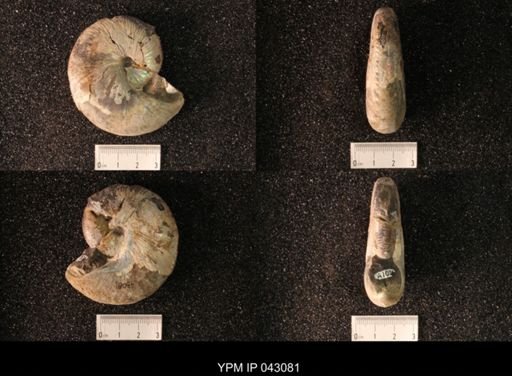 Hoploscaphites nicolletii