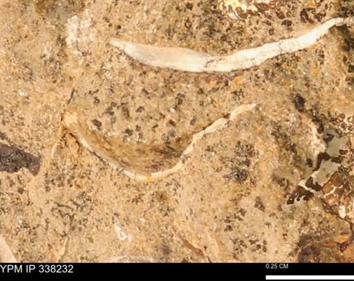undet. Bivalvia