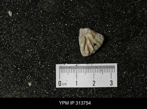 Hoploscaphites
