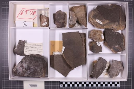 mixed taxa, stratigraphic collection