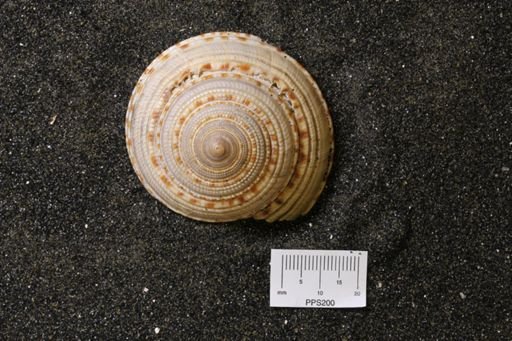 Architectonica sp.