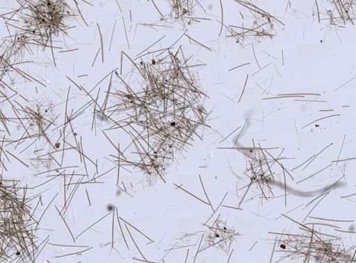 Tedania suctoria
