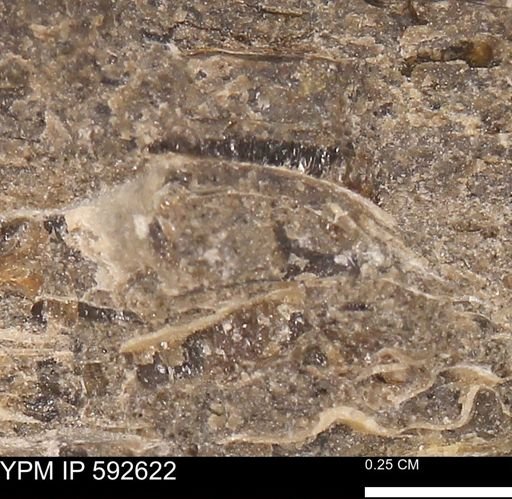 undet. Mollusca