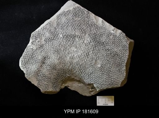 Ventriculites radiatus