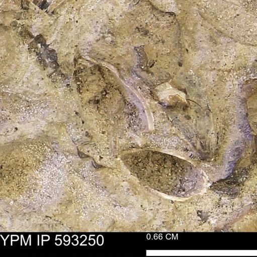 undet. Bivalvia