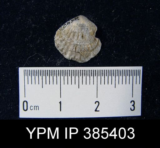 undet. Atrypida