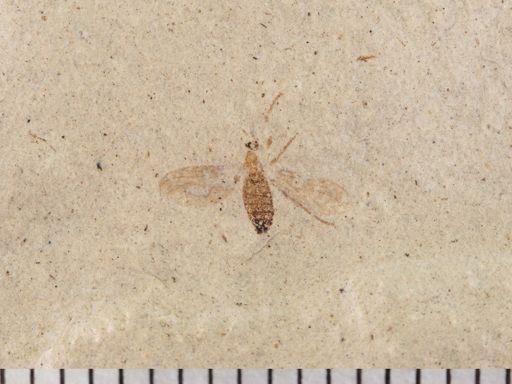 Plecia sp.