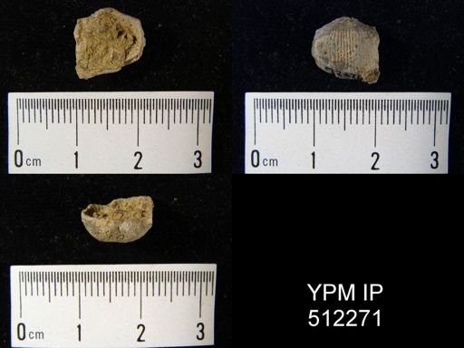 cf. Marginifera splendens
