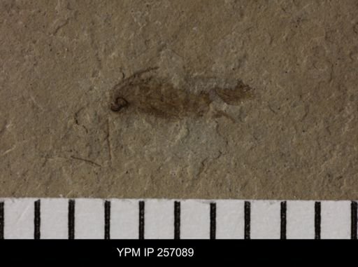 Thysanoptera?