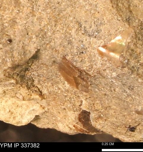 undet. Mollusca