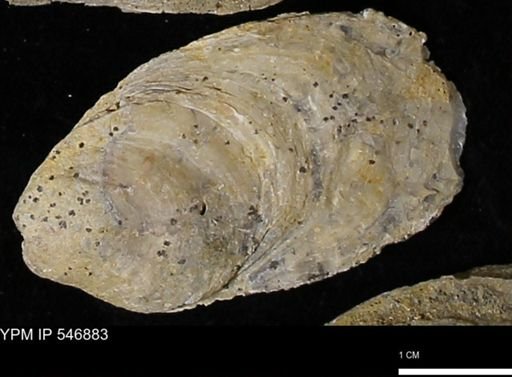 Ostrea virginiana